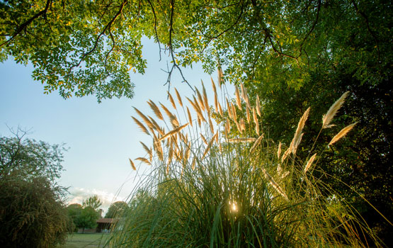 La abundante vegetación del parque